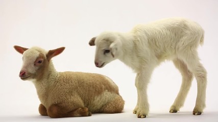 Poster - two little sheep on a white background