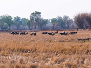 A crowd of buffalo in dry field Thailand