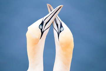 northern gannet, birds in love