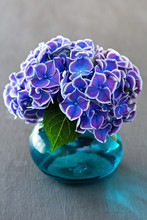 Beautiful Purple Hydrangea Flowers In A Blue Vase . 