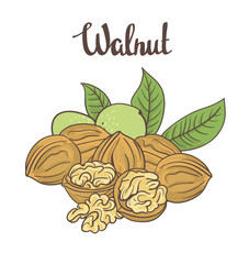 Wall Mural - Walnuts isolated on white background. Cartoon Vector label.