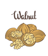 Wall Mural - Walnuts isolated on white background. Cartoon Vector label.