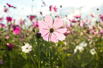 Wall Mural - Beautiful cosmos flower with rain