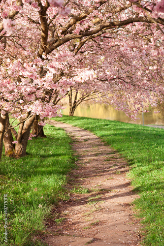 Fotomural Floración de cerezos en primavera