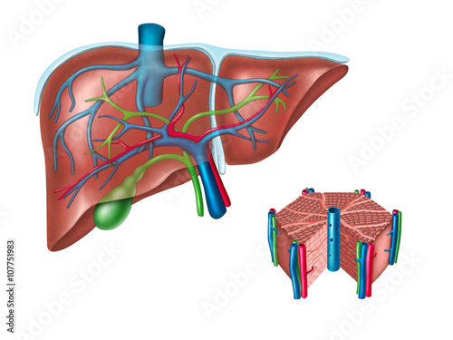 Naklejka - mata magnetyczna na lodówkę Anatomia wątroby