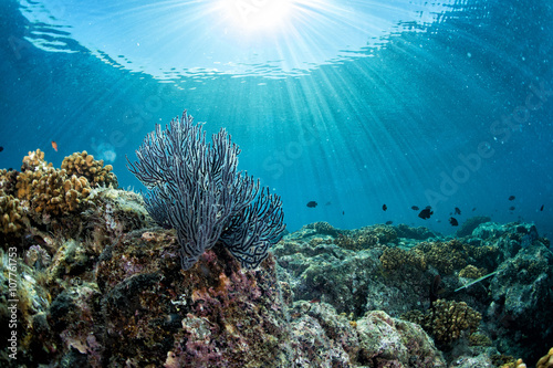 Fotomural diving in colorful reef underwater
