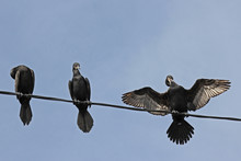 Cormorant On An Electric Line Drying In The Sun