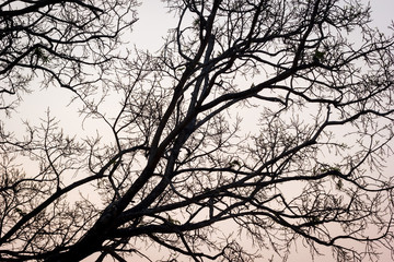  branches of a tree against sky in the evening