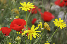Red Poppies And Yellow Daisies