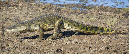 Plakat Krokodyl spaceru na brzegu jeziora, aby znaleźć miejsce na restin