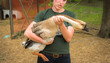 Casual young smiling woman holding a large Chinese goose.  The bird is a bit nervous.  Young farm girl holding a nervous Chinese goose and calming it down.
