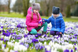 © MNStudio - Two little sisters picking crocus flowers on beautiful blooming crocus meadow