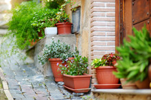 Variuos Plants And Flowers In Colorful Pots By A Doorstep