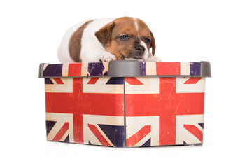 Sticker - jack russell terrier puppy on a box