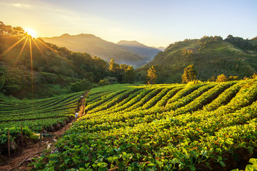 Wall Mural - sunrise at strawberry field at doi angkang , chiang mai