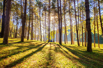 Wall Mural - plantation of pine forest and camping