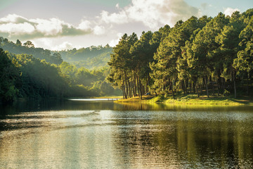 Wall Mural - pang ung , reflection of pine tree in a lake , meahongson , thai