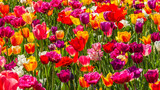 Fototapeta Tulipany - Beautiful tulips in the spring. Bright colors of natural flowers. SKAGIT VALLEY TULIP FESTIVAL