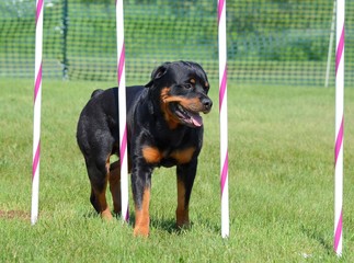 Sticker - Rottweiler at a Dog Agility Trial