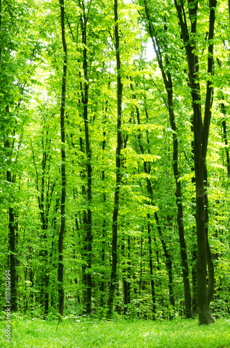 Dekoracja na wymiar  piekny-zielony-las