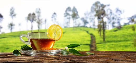 Cup of hot tea with plantation on background