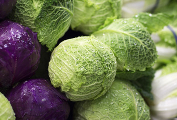 Fresh green cabbage. Fresh headed cabbages covered with drops of water. 