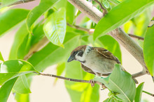 Sparrow Bird Sitting On Brown Tree Branch
