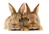 Fototapeta Zwierzęta - Two brown rabbits.