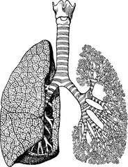 Wall Mural - Vintage anatomic illustration human lungs