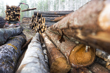 stack of timber