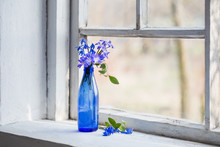 Blue Snowdrop Flowers In A Dirty Window In The Spring