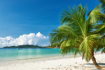 Beautiful beach with palm tree at Seychelles