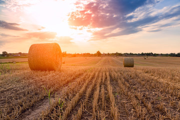 Wall Mural - Hay bales on the field after harvest