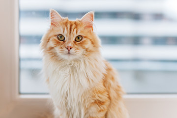 Ginger big cat sitting next to the window and looking around. Cl