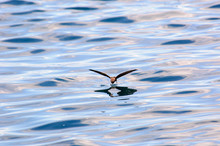 Storm Petrel Flying And Its Reflection 