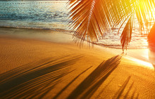Beautiful Sunset At Seychelles Beach With Palm Tree Shadow