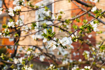 Canvas Print - black cherry blossoms on backyard of country house