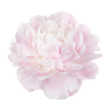 Pale Pink Peony Flower Isolated On White Background