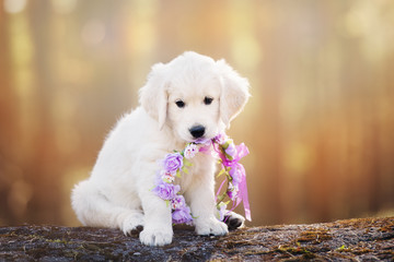 adorable golden retriever puppy at sunset