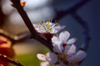 Flower buds of the apricot tree in spring