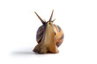 African land snail Achatina, in front of white background