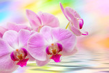 Fototapeta Kwiaty - Orchid flower close up