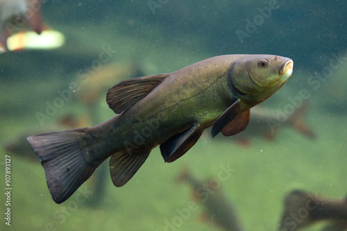 Fényképezés Tench (Tinca tinca), also known as the doctor fish.