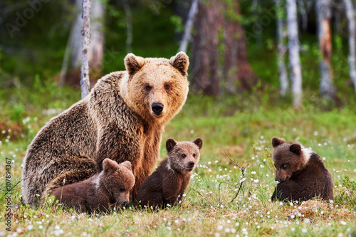Fotografía Mother brown bear and her cubs