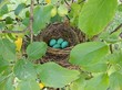 American robin nest with four eggs