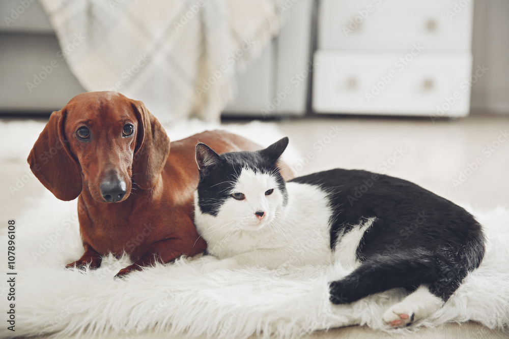 Beautiful cat and dachshund dog on rug, indoor