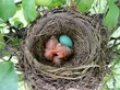 American robin nest with newborn babies and eggs