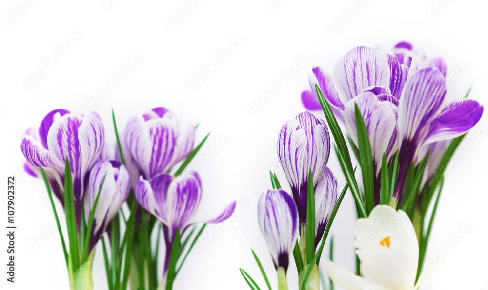Beautiful crocus flowers on light blurred background