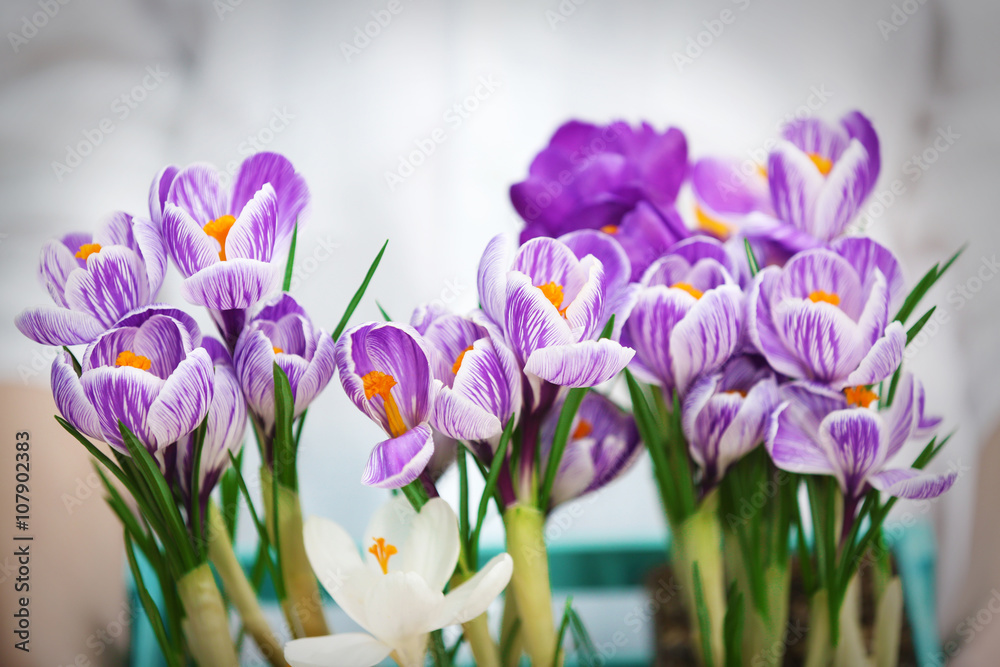 Woman holding crate with beautiful crocus flowers closeup