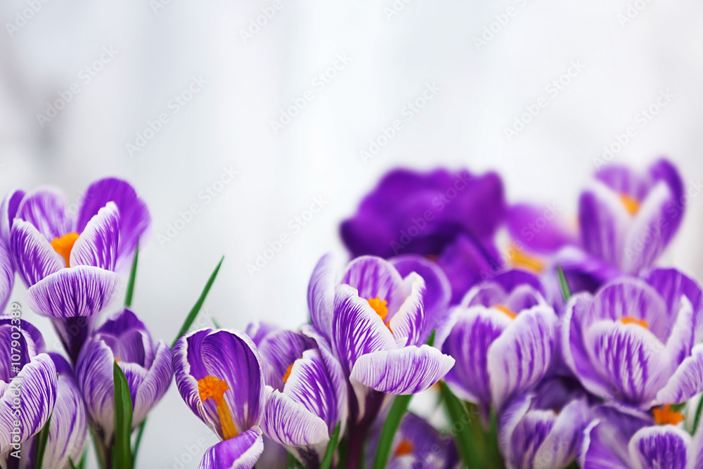 Beautiful crocus flowers closeup